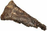 Dinosaur (Edmontosarus?) Limb Bone End - Wyoming #233832-2